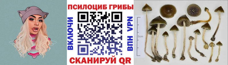 Галлюциногенные грибы Psilocybe  магазин  наркотиков  Камень-на-Оби 